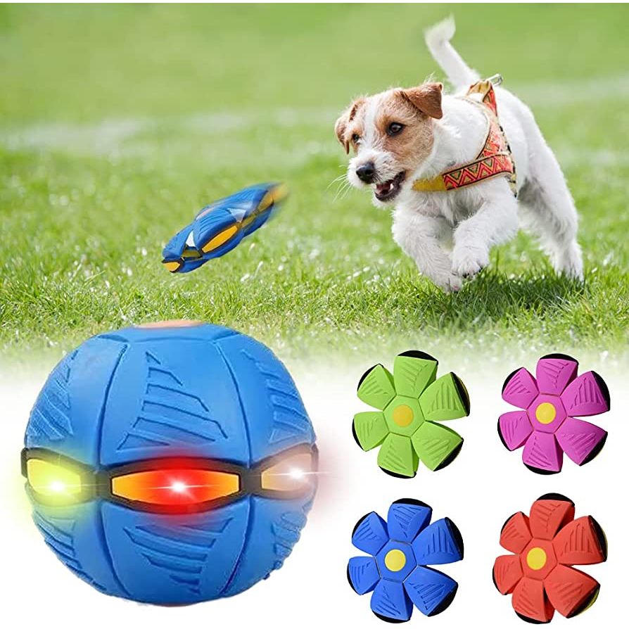Dog Frisbee