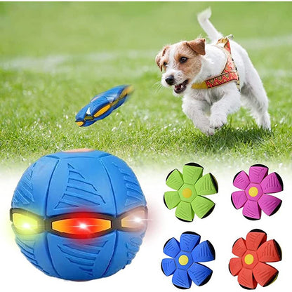 Dog Frisbee